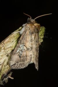 <i>Tethea</i>