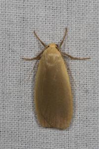 <i>Katha depressa</i>