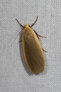 <i>Collita griseola</i>