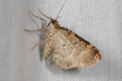 <i>Xanthorhoe ferrugata</i>