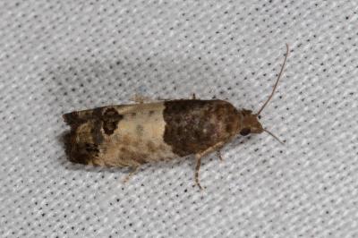 <i>Spilonota ocellana</i>