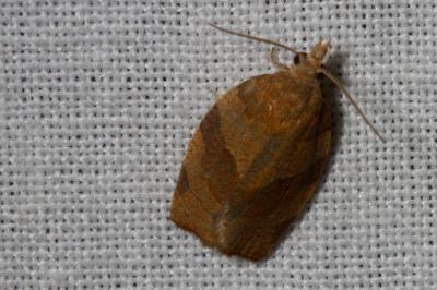 <i>Pandemis heparana</i>
