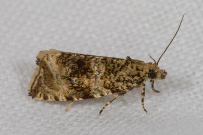 <i>Celypha lacunana</i>