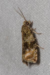 <i>Celypha lacunana</i>