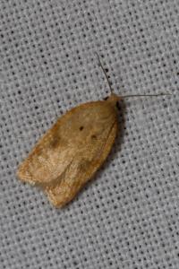 <i>Acleris ferrugana/notana</i>