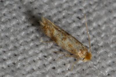 <i>Bucculatrix ulmella</i>