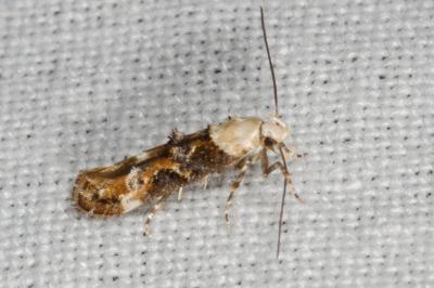 <i>Mompha propinquella</i>