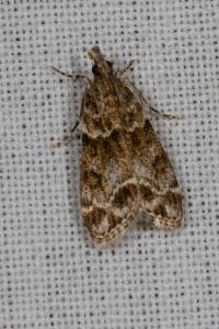 <i>Eudonia mercurella</i>