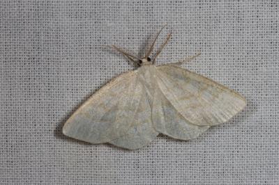 <i>Cabera exanthemata</i>