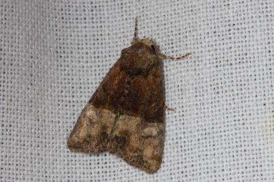 <i>Mesoligia furuncula</i>