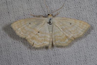 <i>Scopula immutata</i>