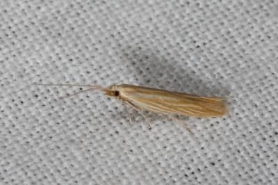 <i>Coleophora</i>