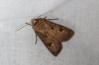 <i>Agrotis exclamationis</i>