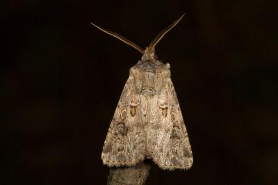 <i>Agrotis bigramma</i>