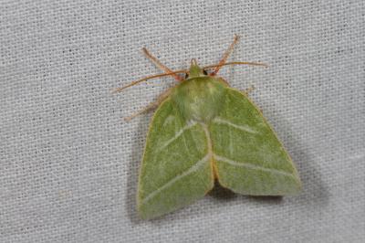 <i>Pseudoips prasinanus</i>