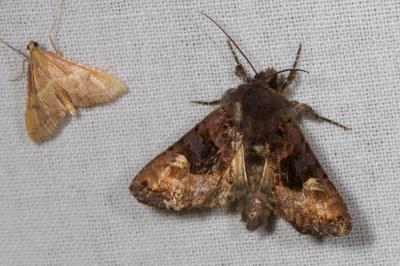<i>Euplexia lucipara</i>