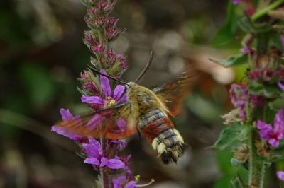 <i>Hemaris fuciformis</i>