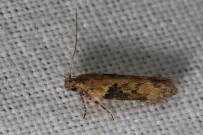 <i>Scrobipalpa costella</i>