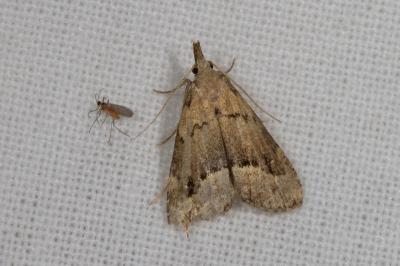 Schrankia taenialis