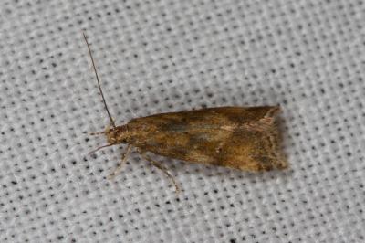 <i>Brachmia blandella</i>