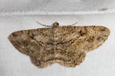 <i>Peribatodes rhomboidaria</i>