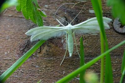 <i>Pterophorus pentadactylus</i>