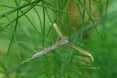 <i>Emmelina argoteles/monodactyla</i>