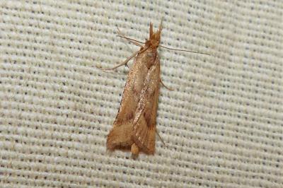 <i>Synaphe punctalis</i>