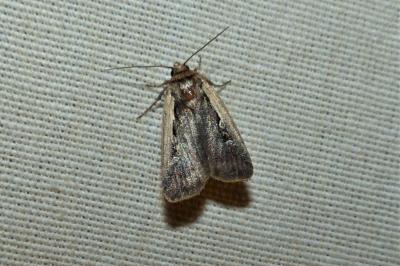 <i>Ochropleura plecta</i>