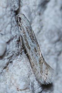 <i>Ptocheuusa inopella</i>