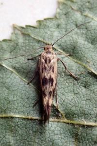 <i>Scythris limbella</i>