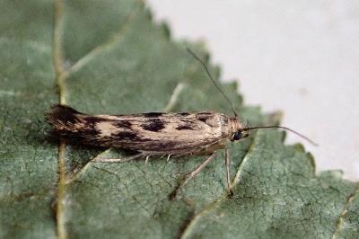 <i>Scythris limbella</i>