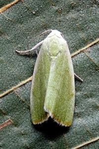 <i>Earias vernana</i>