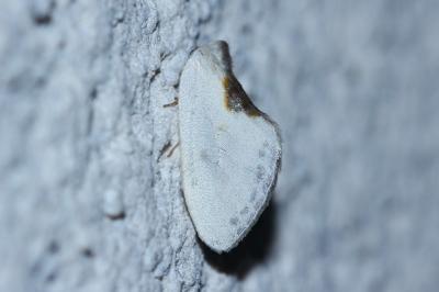 <i>Cilix hispanica</i>