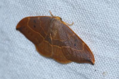 <i>Watsonalla uncinula</i>
