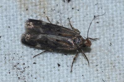 <i>Aroga velocella</i>