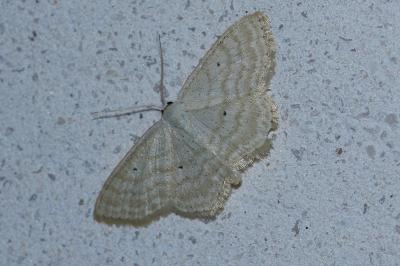 <i>Scopula immutata</i>