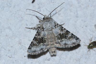 <i>Hecatera bicolorata</i>