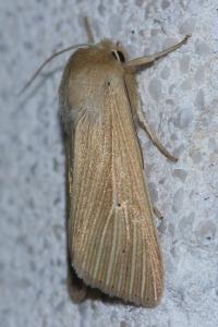 <i>Mythimna pallens</i>