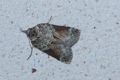 <i>Nycteola siculana</i>