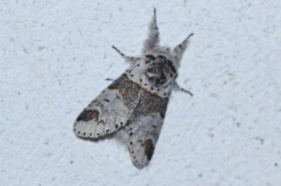<i>Furcula furcula</i>