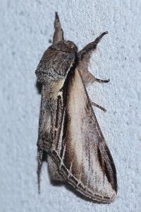 <i>Pheosia tremula</i>