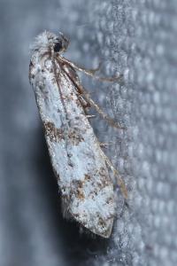 <i>Scythropia crataegella</i>