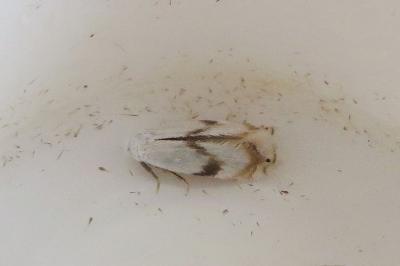 <i>Pseudopostega crepusculella</i>