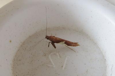 <i>Caloptilia stigmatella</i>