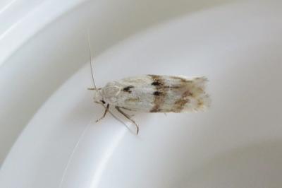 <i>Elachista maculicerusella</i>