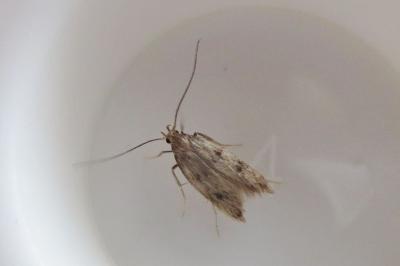 <i>Borkhausenia nefrax</i>