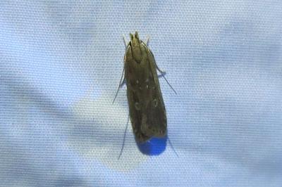 <i>Helcystogramma triannulella</i>