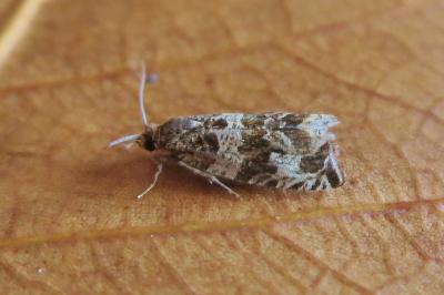 <i>Celypha cespitana</i>