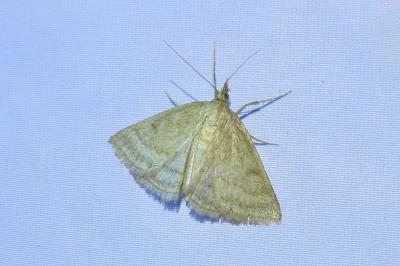 <i>Psammotis pulveralis</i>